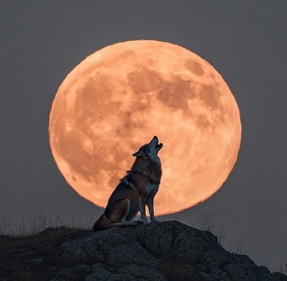 The Wolves’ Moon
